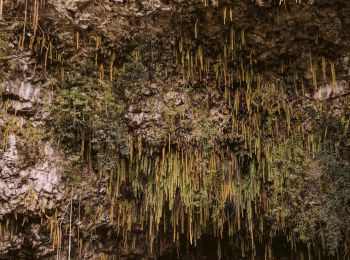 The image shows the entrance to a cave with stalactites hanging from the ceiling and some vegetation growing on the rocky surface.