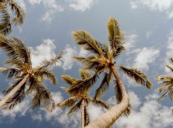 The image shows several tall palm trees reaching towards the sky filled with fluffy clouds, creating a tropical and serene atmosphere.